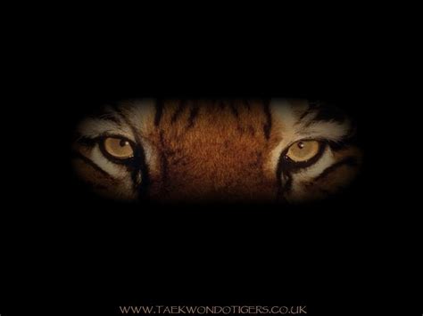 Tiger Eyes Wallpapers - Top Free Tiger Eyes Backgrounds - WallpaperAccess