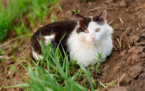 Gato Blanco Y Negro Con Ojos Verdes Se Sienta En El Suelo Y Mira En El