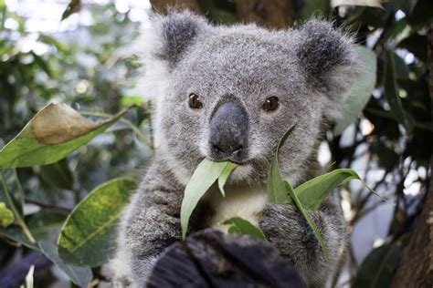 National Threatened Species Day - Friends of the Koala