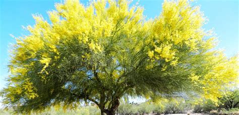 Palo Verde Tree Stock Photo Image Of Leaves Bloom Landscape 32522524