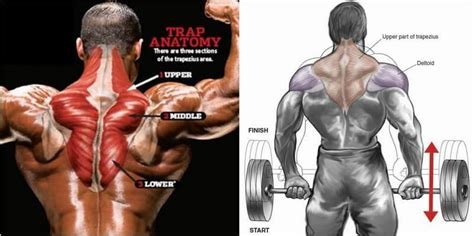 Traps Workout And Training Plan To Build Towering Traps Traps Workout Traps