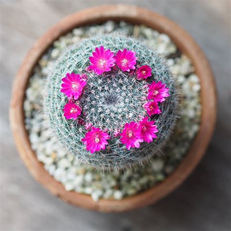 10 Best Indoor Cactus Plants For Your Indoor Home Garden | LBB