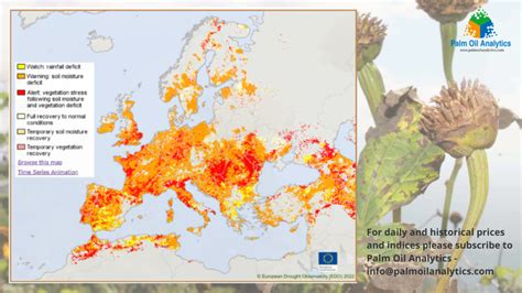 Drought In Europe Slashes Sunflower Seed Yield And Production Outlook