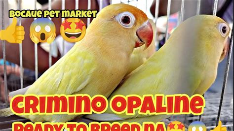 Bocaue Pet Market Crimino Opaline Na Ready To Breed Na Youtube