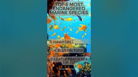 Top 5 Most Endangered Marine Species Endangeredmarinespecies