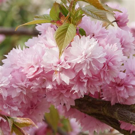 Qauzuy Garden Semillas De Sakura Japonesas De Bons I Flores De