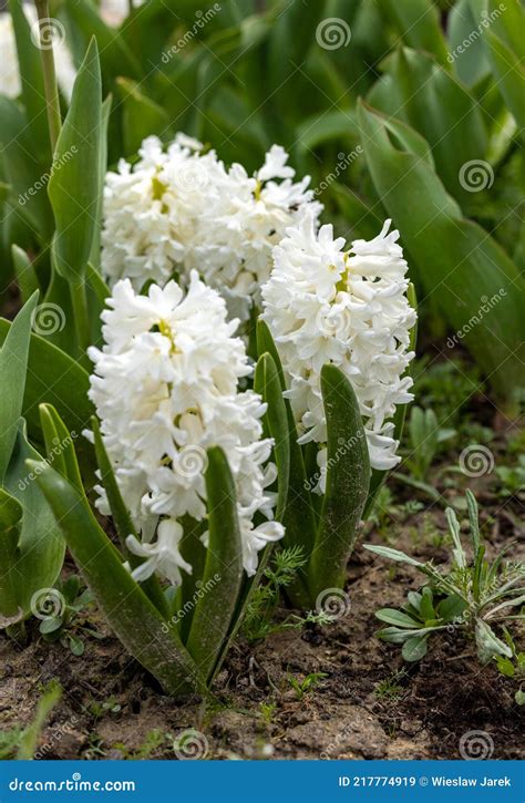 White Hyacinths in a Flowerbed in Early Spring. Stock Image - Image of ...