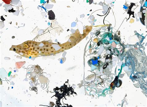 Microplastics Are In Our Bodies How Much Do They Harm Us