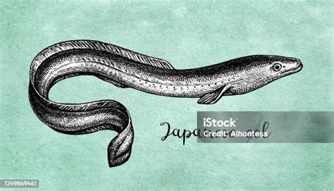 Sketsa Tinta Belut Jepang Ilustrasi Stok Unduh Gambar Sekarang