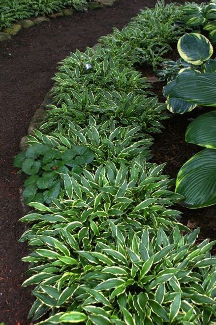 Buy Small Hosta Plants Online 9 To 14 Inches Tall In 2023 Hosta