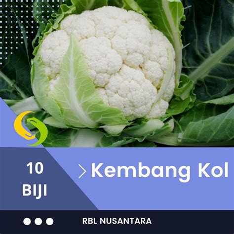 Jual Biji Bibit Kembang Bunga Kol Putih Sayuran Dataran Rendah