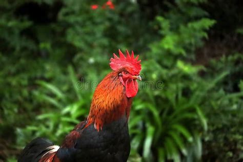 Naked Red Head Males Stock Photos Free Royalty Free Stock Photos From Dreamstime