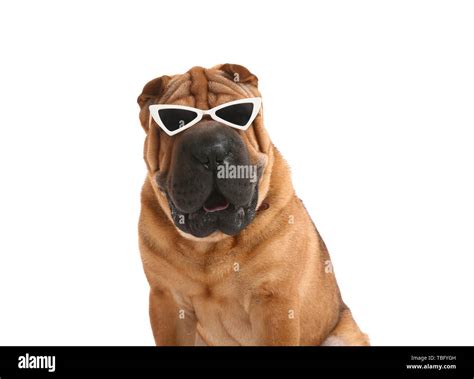 Cute funny dog with sunglasses on white background Stock Photo - Alamy