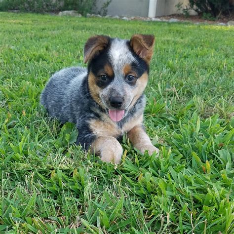 Blue Heeler Puppies