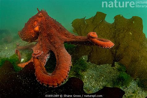 Stock Photo Of Giant Pacific Octopus Enteroctopus Dofleini