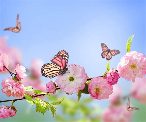 Flowers And Butterflies Nature