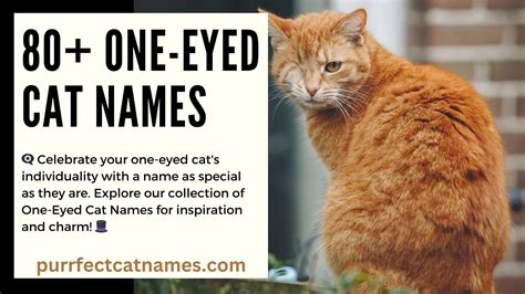 80+ One-Eyed Cat Names: A Wink to Uniqueness! 👁️🐱 - Purrfect Cat Names