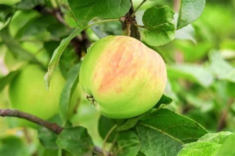 Las Manzanas Maduras Verdes Crecen En Una Rama De Manzano Concepto De