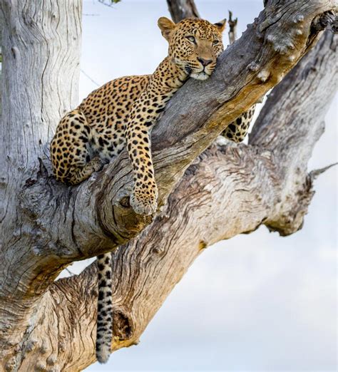 Best Zimbabwe Safari Tours 2021-2022 | Zicasso