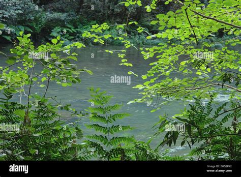 Green wild vegetation by the river Stock Photo - Alamy