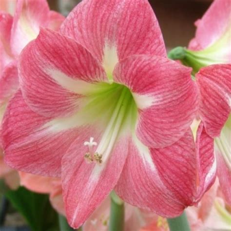Amaryllis Exposure Pink Streaked White