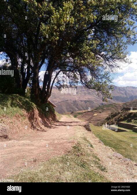 tree  road stock photo alamy