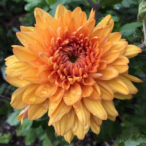 Хризантема Гомпи Бронз: описание сорта, характеристики, особенности ...