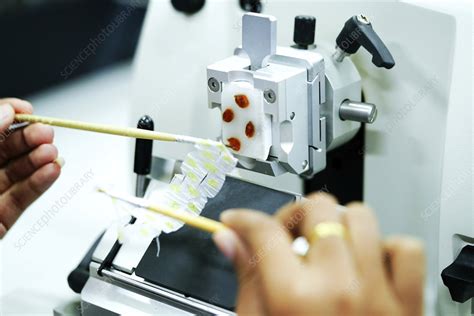 Cutting Tissue Section With Rotary Microtome Stock Image F0324145
