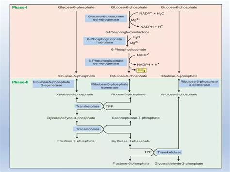 Hmp Shunt Pathway Ppt 9