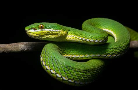 reptile, Snake, Animals Wallpapers HD / Desktop and Mobile Backgrounds