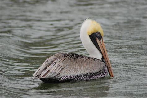 Brown Pelican Project Noah