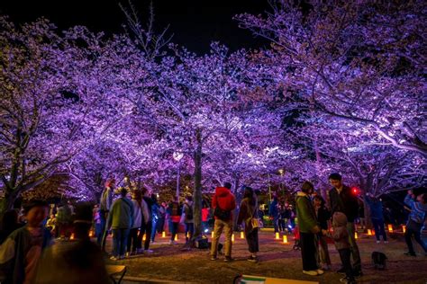 Ogimachi Cherry Blossom Festival 2025 - March Events in Osaka - Japan