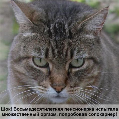 ошейник с феромонами для кошек — Postimages