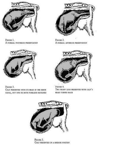 Reproduction in cattle Flashcards | Quizlet