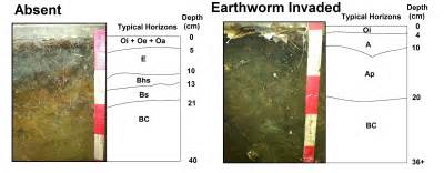 Soil Biogeochemistry|Research