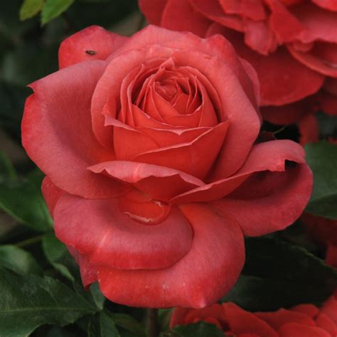 Rosa Hot Cocoa Own Root Potted Cm Rose Farm Canada