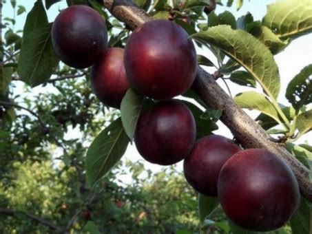 Киргизская Превосходная слива - саженцы Агро Сад