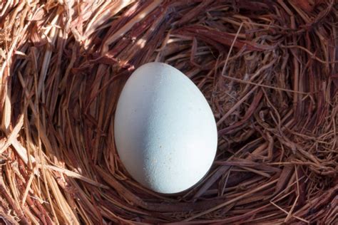 Bird's Nest And Egg Free Stock Photo - Public Domain Pictures