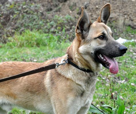 Oliwer - Przygarnij Zwierzaka - Radio BIELSKO