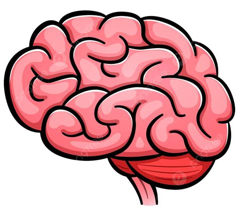 Vector Human Brain Cartoon Isolated Brain Organ Graphic Vector Brain