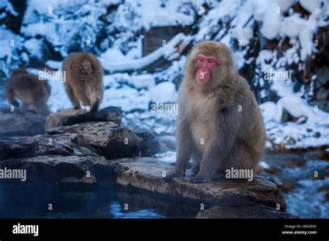 Monkeys In A Natural Onsen Hot Spring Located In Jigokudani Monkey