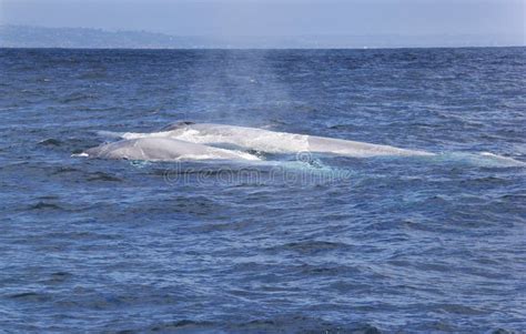 Mom and Baby Blue Whales stock image. Image of nature - 69325149