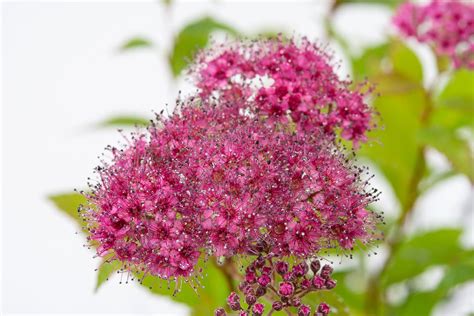 Sommerspiere Froebelii - Spiraea japonica Froebelii günstig kaufen