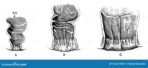 Rectum And Anal Canal In Fetus Vintage Illustration Stock Vector