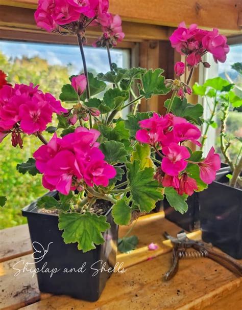 4 Easy Options for Overwintering Your Geraniums - Shiplap and Shells