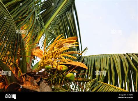 Cocnut Tree With Flower And Baby Fruits Hd Stock Photo Alamy