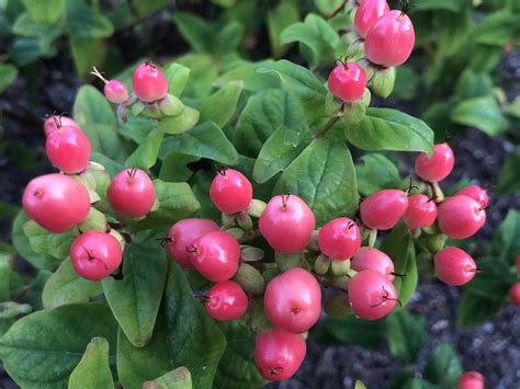 Berries Wild - Free photo on Pixabay - Pixabay