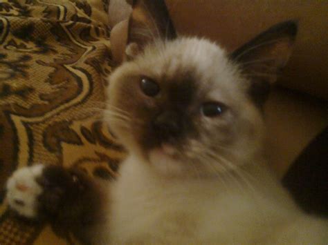 коты приколисты 2024 | ВКонтакте