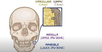 Oral Vestibule (Lips, Cheeks, Teeth, Gums) - Oral Cavity Anatomy | Channels for Pearson+