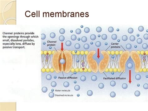 IB DP Biology Unit 1 4 Membrane Transport